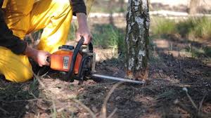 How Our Tree Care Process Works  in  Beecher, IL