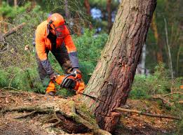 Best Hazardous Tree Removal  in Beecher, IL