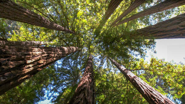 Professional Tree Services in Beecher, IL