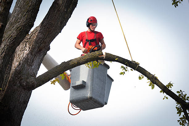 Best Emergency Tree Removal  in Beecher, IL
