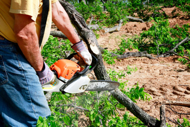Best Lawn Grading and Leveling  in Beecher, IL