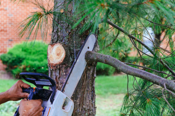 Best Lawn Pest Prevention  in Beecher, IL